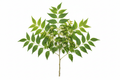 Fresh Neem Leaves