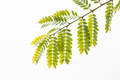 Fresh Tamarind Leaves