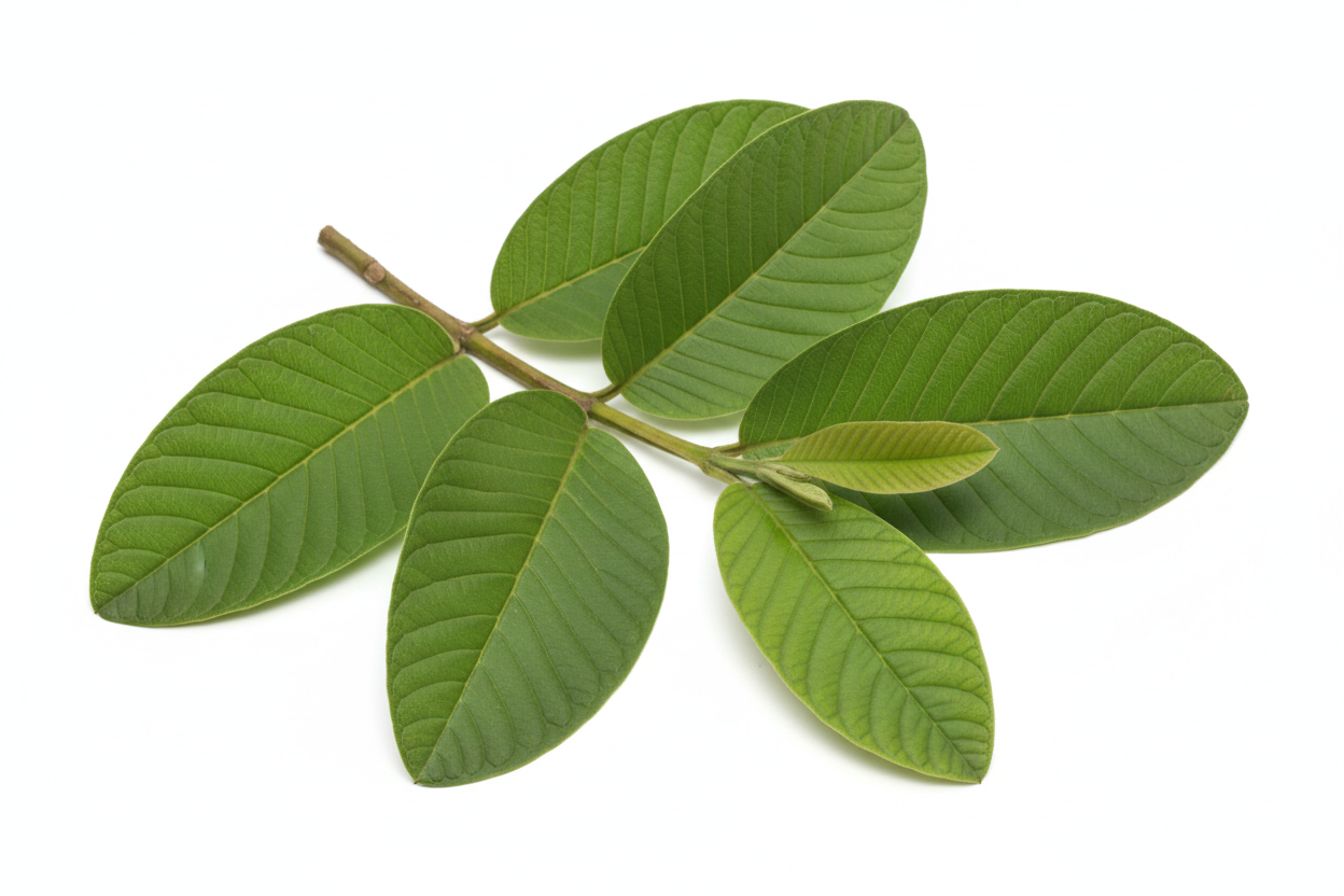 Fresh Guava Leaves