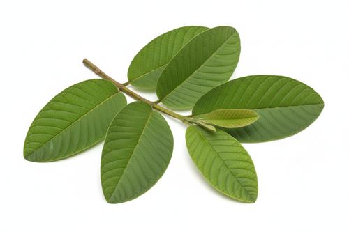 Fresh Guava Leaves
