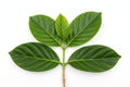 Fresh Noni Leaves