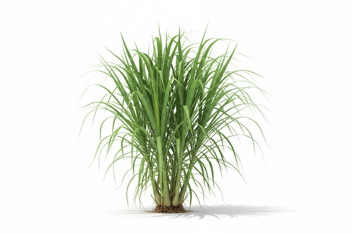 Fresh Lemongrass Leaves