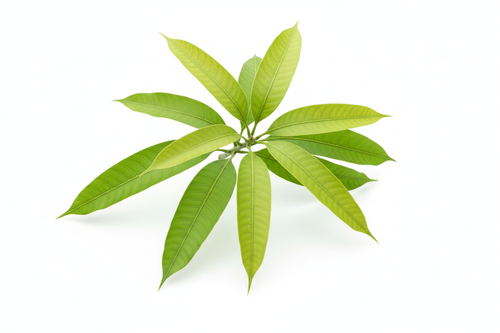 Fresh Mango Leaves