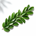 Soursop Leaves